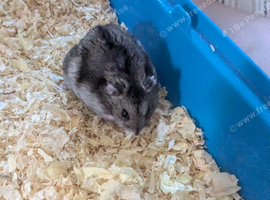 Male Russian dwarf hamster