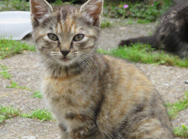 Female kitten for sale