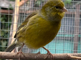 Male canary for sale