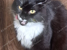 Mixed cats homing asap