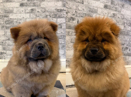 KC registered adorable chow chow puppies