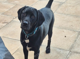 2yr old male black lab cross