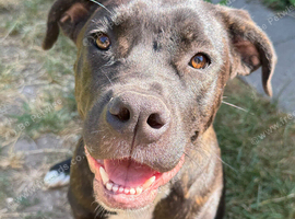 Trained Staffy-Bullmastiff Female