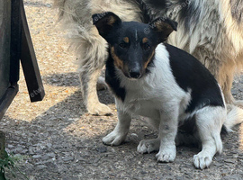 Jack Russel xshetland sheep dog bitch for sale