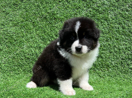 Australian Shepherd Puppies