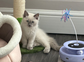 Female 10 week old ragdoll kitten