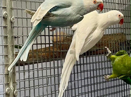Female Ringnecks