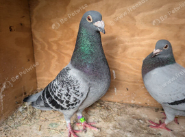 Racing pigeons