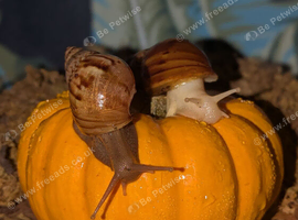 8 for &pound;10 Albino & Standard Giant African Land Snails jadatzi