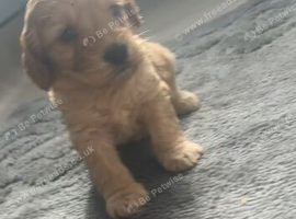 2 boy cockapoo puppies