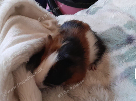 Guinea pigs 6 weeks old