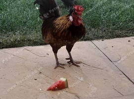 Seramish cockerel