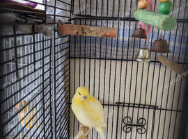 Baby canary