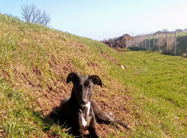 ** 10 MONTH OLD COLLIE X GREYHOUND **
