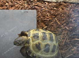 Horsefields Tortoise juvenile