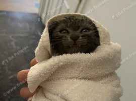 1 female kitten left