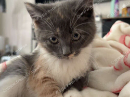 Beautiful little girl