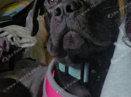 Mix breed 7 month old
