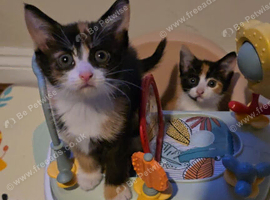 Super cute calico sisters