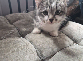 5 beautiful kittens cross tabby and Bengal ready now