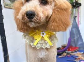 Honey female Cockapoo