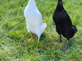 Indian runner duck