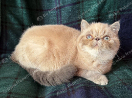 STUNNING PEDIGREE PERSIAN EXOTICS