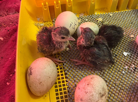 Peacock chicks