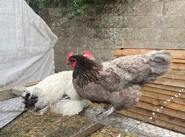 3 chickens for sale laying and chicks