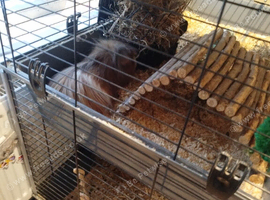 Guinea pig cage for sale need gone asap