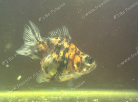 Telescope goldfish for rehoming