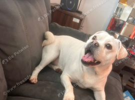 Jack Russel x Pug