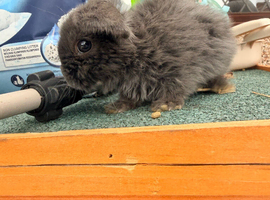 Baby mini lops hand raised