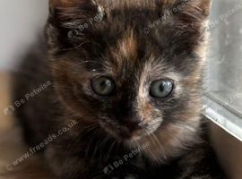 Torti kitten