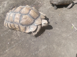 Sulcata male tortiose