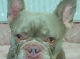 Cream and tan male frenchie 2 years old