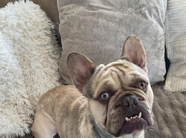 3 year old pedigree french bulldog