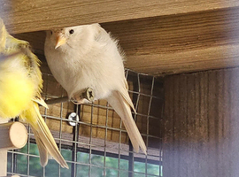 Red poll muataions finches