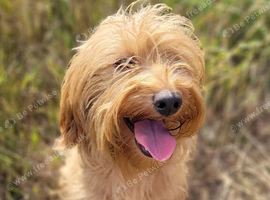 Labradoodle miniature red Gorgeous inside and out female