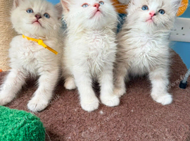 Tica reg ragdolls