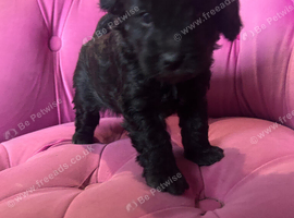 5 GORGEOUS F1B cockapoos. LAST BOY LEFT!!