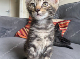 &zwj;beautiful tabby\pursian kittens looking for their forever homes&zwj;