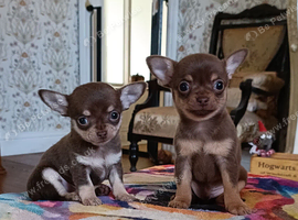 Exquisite Tiny Chihuahua puppies.