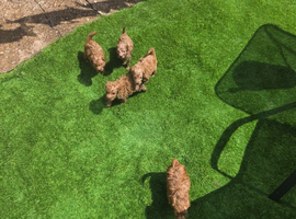 Cockerpoo puppies