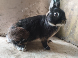 Netherland dwarfs Proven breeding pair