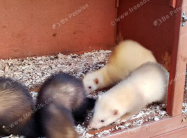 14 wks old 1/2 micro ferrets (mainly females)