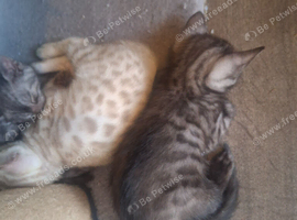 Bengal babies looking for their forever homes