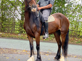 Sec D X (sports horse)