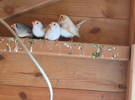 Mixed zebra finch