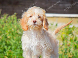 REDUCED 5* licensed breeder beautiful girl!